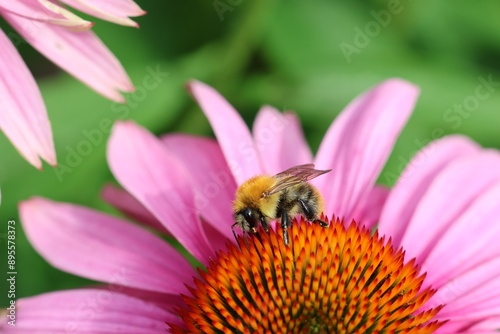 Bumble Bee on a pink coneflower (Echinacea purpurea)