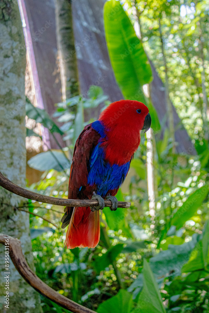 moluccan eclectus who called red parrot from Maluku island moluccan eclectus who called red parrot from Maluku island