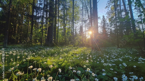 optical view of green forest with wild forest flower blossom. Morning sunrise