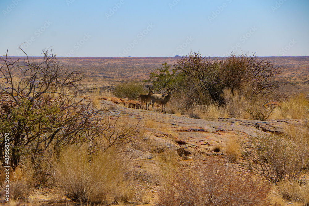 klipspringer klipspringer