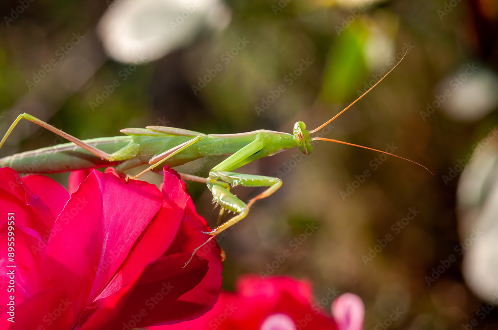 A green praying mantis perched on a vivid red flower with a blurred background. A green praying mantis perched on a vivid red flower with a blurred background.