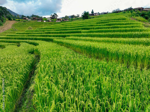 Landscape of green rice terraces and traditional huts in a village near Chiangmai, Thailand. Travel destinations. Beauty of terraced rice fields. Rural life and traditional farming practices in Asia.