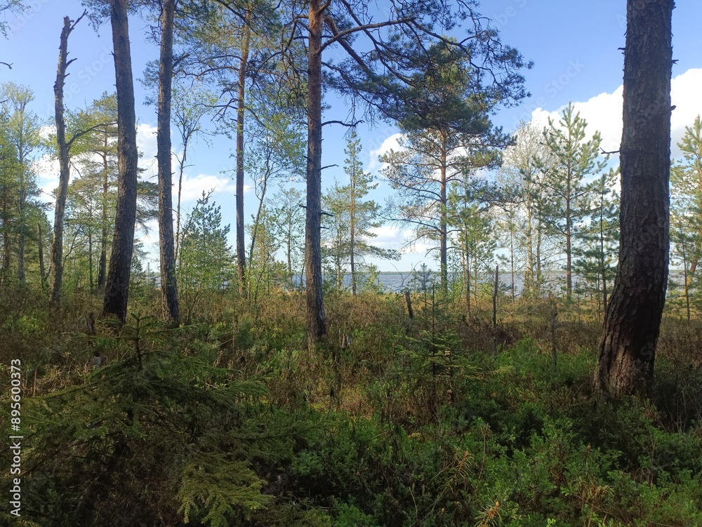 Rekyva forest during sunny summer day. Pine and birch tree woodland. Blueberry bushes are growing in woods. Sunny day with white and gray clouds in sky. Summer season. Nature. Rekyvos miskas. Rekyva forest during sunny summer day. Pine and birch tree woodland. Blueberry bushes are growing in woods. Sunny day with white and gray clouds in sky. Summer season. Nature. Rekyvos miskas.