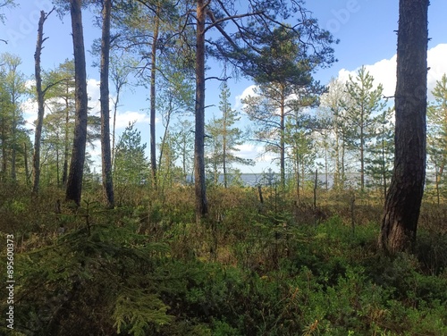 Rekyva forest during sunny summer day. Pine and birch tree woodland. Blueberry bushes are growing in woods. Sunny day with white and gray clouds in sky. Summer season. Nature. Rekyvos miskas.