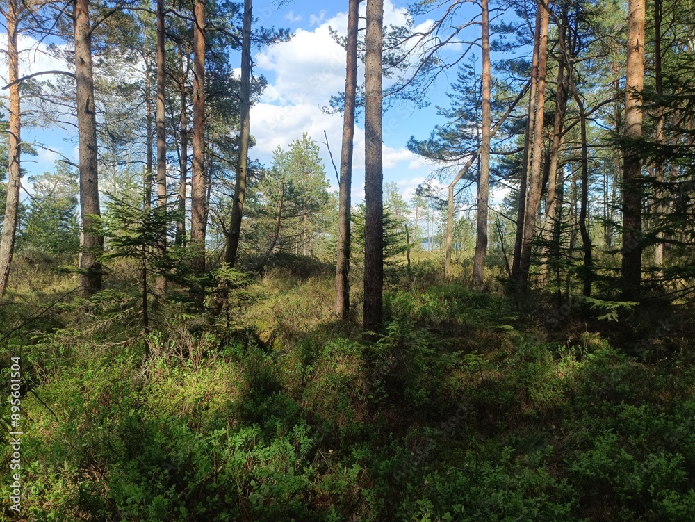 Rekyva forest during sunny summer day. Pine and birch tree woodland. Blueberry bushes are growing in woods. Sunny day with white and gray clouds in sky. Summer season. Nature. Rekyvos miskas. Rekyva forest during sunny summer day. Pine and birch tree woodland. Blueberry bushes are growing in woods. Sunny day with white and gray clouds in sky. Summer season. Nature. Rekyvos miskas.