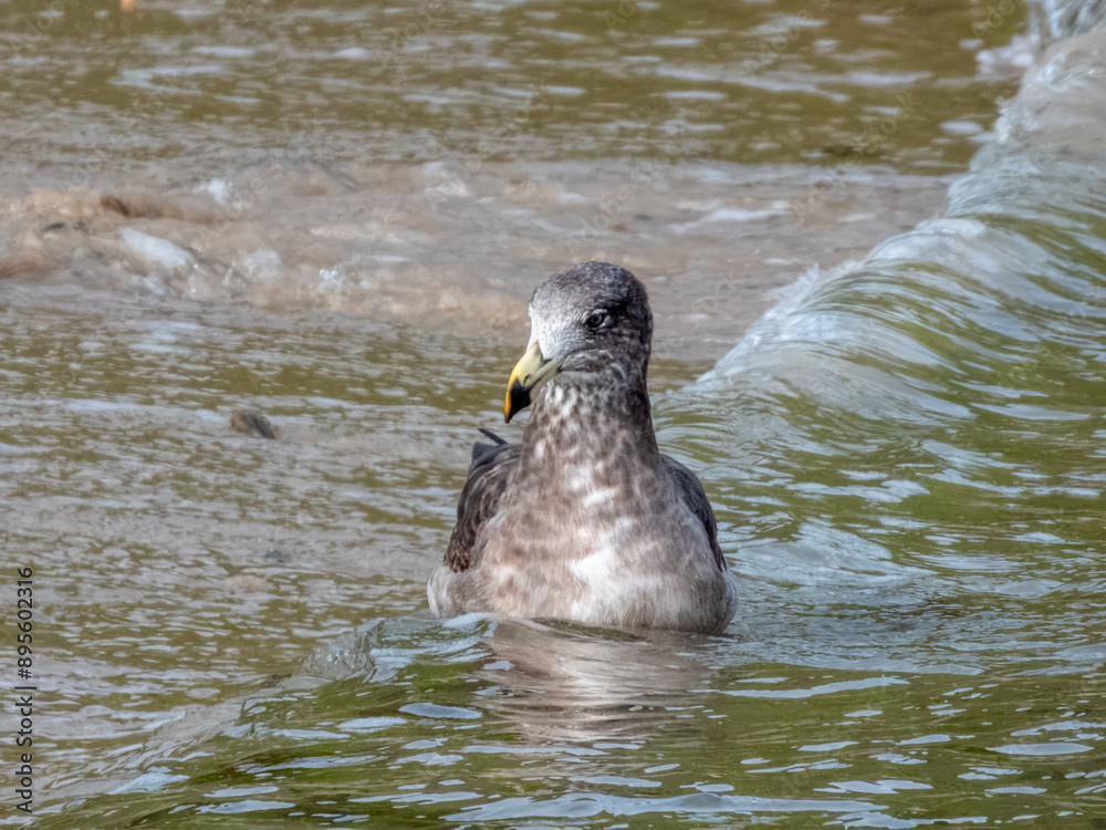 Fototapeta premium Juvenile Pacific Gull in southern Australia