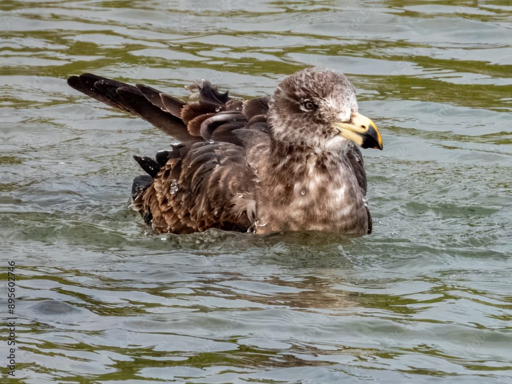 Fototapeta premium Juvenile Pacific Gull in southern Australia