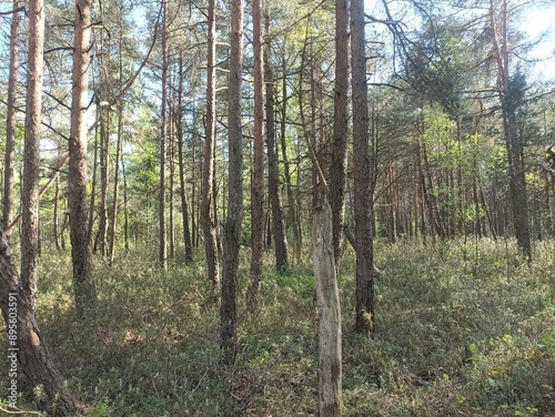 Rekyva forest during sunny summer day. Pine and birch tree woodland. Blueberry bushes are growing in woods. Sunny day with white and gray clouds in sky. Summer season. Nature. Rekyvos miskas.