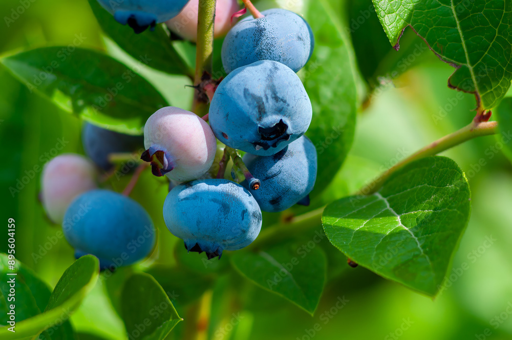 Close-up of ripe blueberries on the bush with green leaves in the background Close-up of ripe blueberries on the bush with green leaves in the background