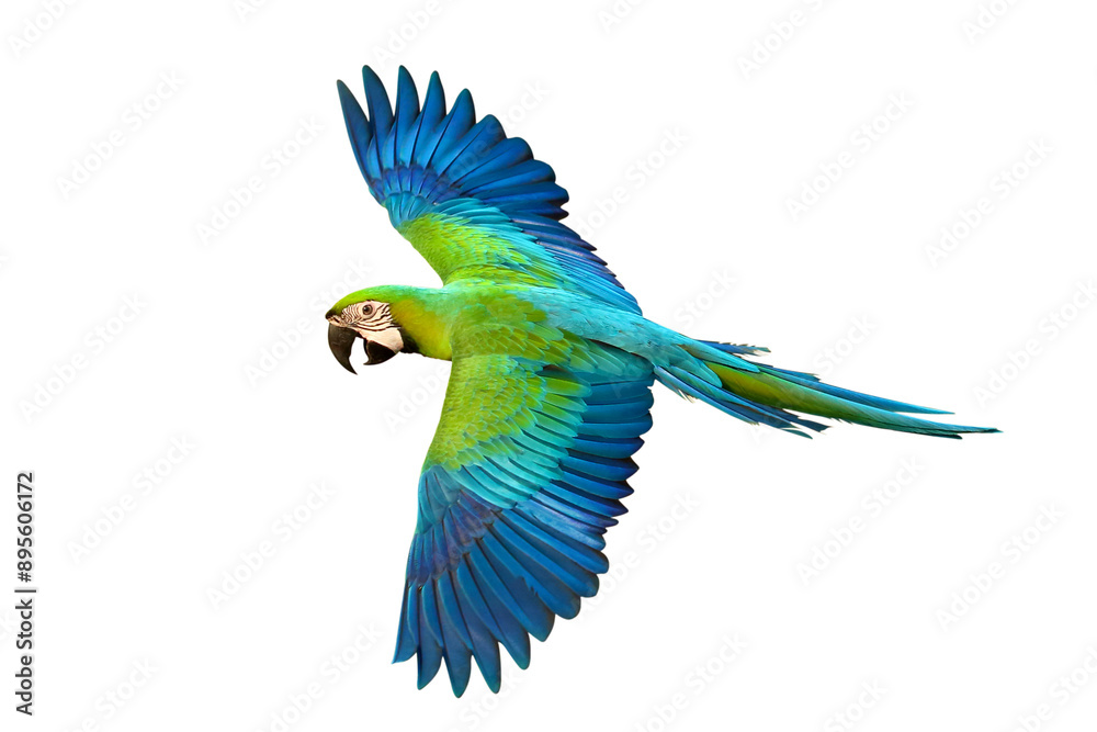 Fototapeta premium Colorful flying Buff Gold Macaw parrot isolated on transparent background png file