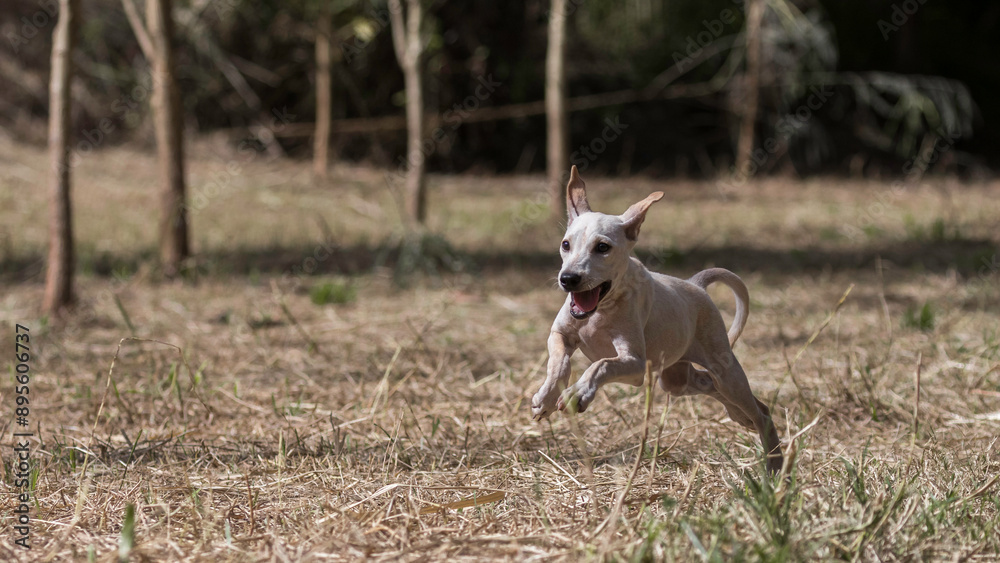Bali Dog Puppy Running