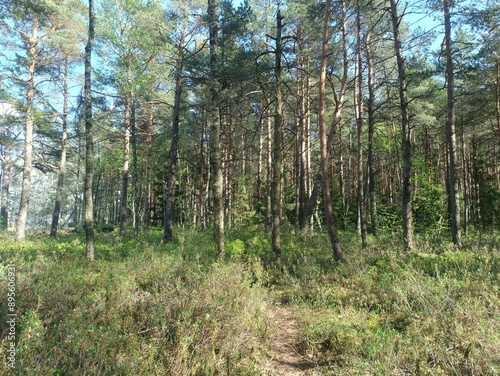 Rekyva forest during sunny summer day. Pine and birch tree woodland. Blueberry bushes are growing in woods. Sunny day with white and gray clouds in sky. Summer season. Nature. Rekyvos miskas.