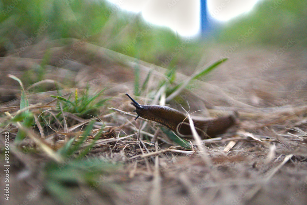 spanish slug arion vulgaris on a path spanish slug arion vulgaris on a path