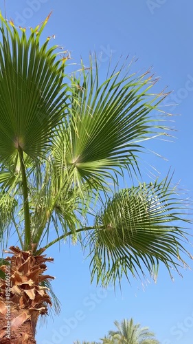 Pergola with palm trees and leaves.