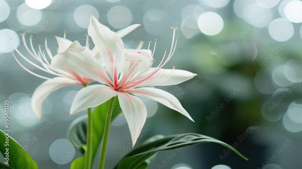 A white flower with green leaves in sharp focus against a blurred background A white flower with green leaves in sharp focus against a blurred background