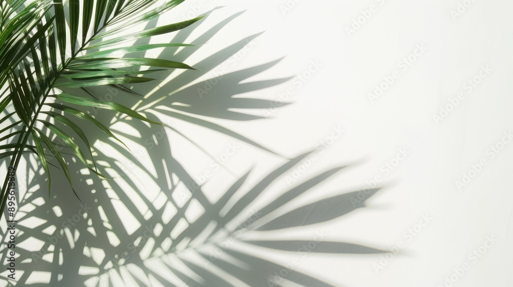 Top view of shadow cast by palm leaf on solid white background, clear and crisp Top view of shadow cast by palm leaf on solid white background, clear and crisp