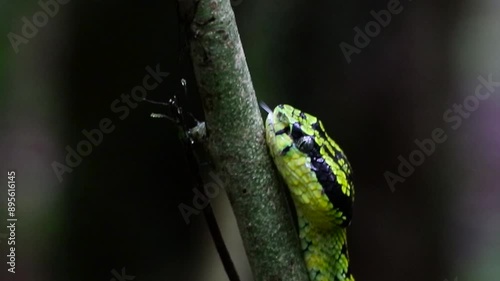 Green pit viper scientifically named Craspedocephalus trigonocephalus photo