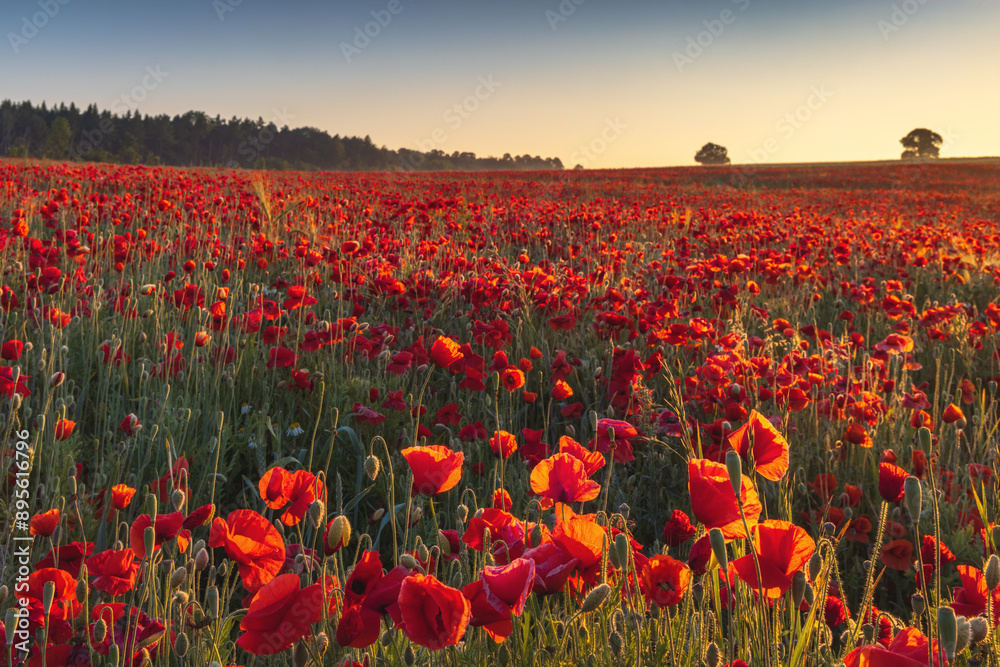 Obraz premium A field of vibrant red poppies in a field at Harlestone in Northamptonshire, taken at sunrise, England, UK 