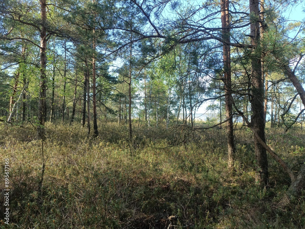 Rekyva forest during sunny summer day. Pine and birch tree woodland. Blueberry bushes are growing in woods. Sunny day with white and gray clouds in sky. Summer season. Nature. Rekyvos miskas. Rekyva forest during sunny summer day. Pine and birch tree woodland. Blueberry bushes are growing in woods. Sunny day with white and gray clouds in sky. Summer season. Nature. Rekyvos miskas.