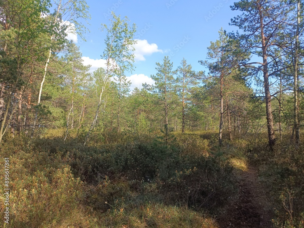 Rekyva forest during sunny summer day. Pine and birch tree woodland. Blueberry bushes are growing in woods. Sunny day with white and gray clouds in sky. Summer season. Nature. Rekyvos miskas. Rekyva forest during sunny summer day. Pine and birch tree woodland. Blueberry bushes are growing in woods. Sunny day with white and gray clouds in sky. Summer season. Nature. Rekyvos miskas.