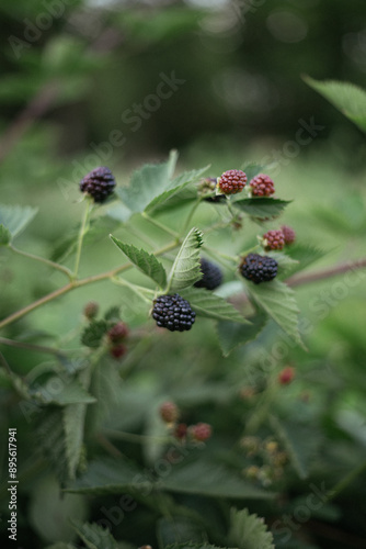 blackberry bush in the forest