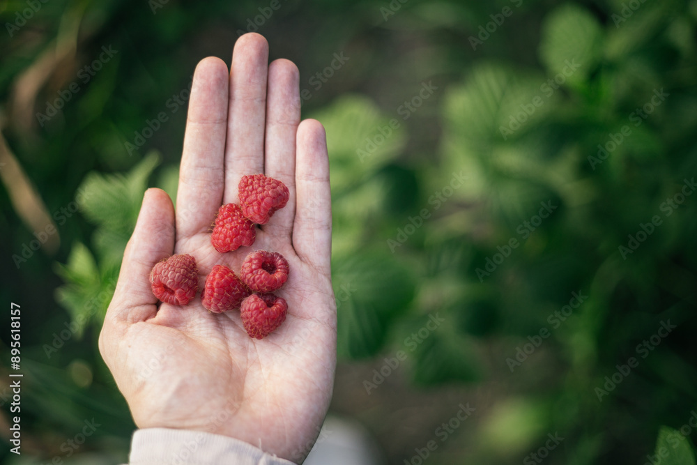 a man holds berries in his hand a man holds berries in his hand