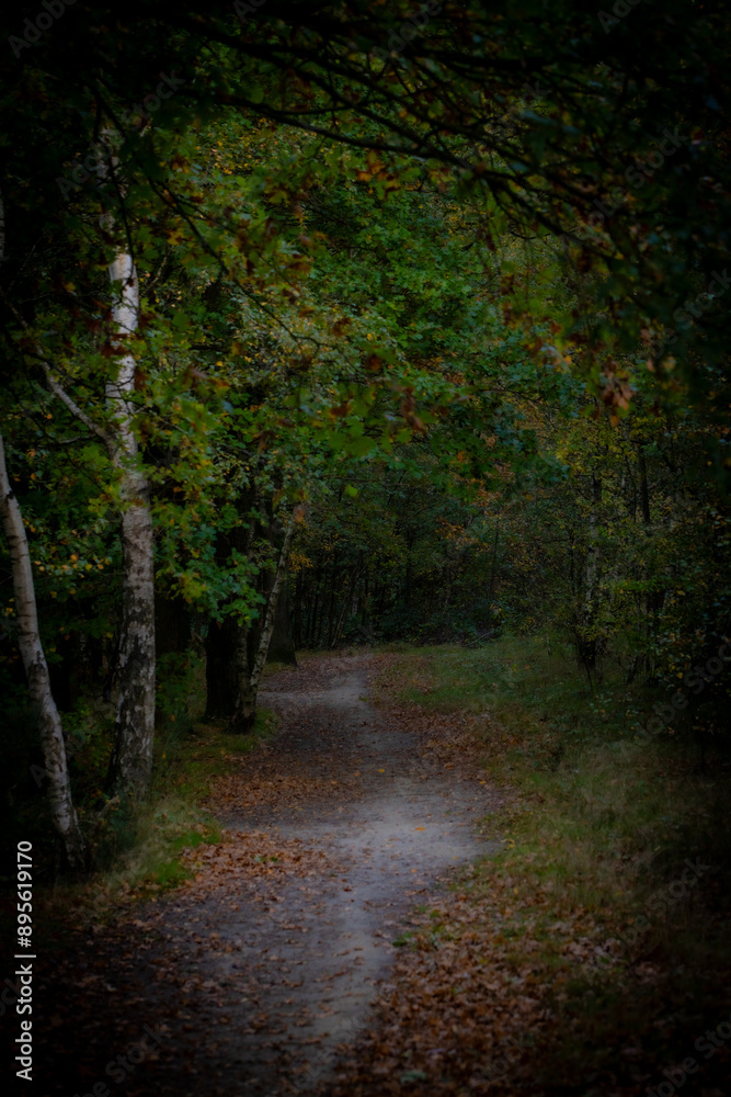 A tranquil pathway winds through the forest, lined with trees and fallen leaves