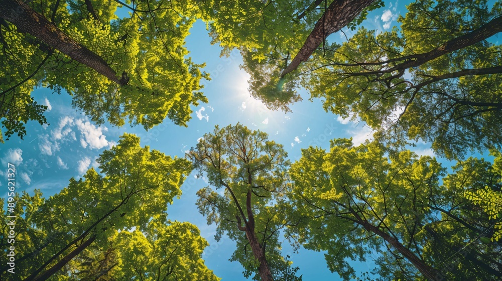 Green forest view from below into the sky with sun rays through the trees. Green forest view from below into the sky with sun rays through the trees.