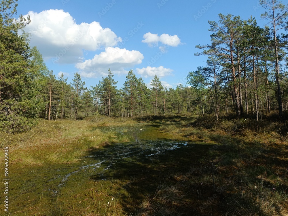 Rekyva forest during sunny summer day. Pine and birch tree woodland. Blueberry bushes are growing in woods. Sunny day with white and gray clouds in sky. Summer season. Nature. Rekyvos miskas. Rekyva forest during sunny summer day. Pine and birch tree woodland. Blueberry bushes are growing in woods. Sunny day with white and gray clouds in sky. Summer season. Nature. Rekyvos miskas.