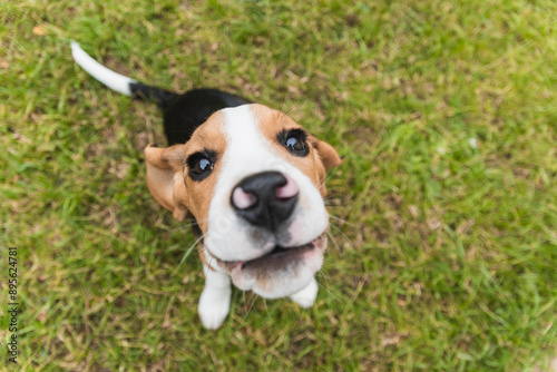 Curious Beagle Puppy