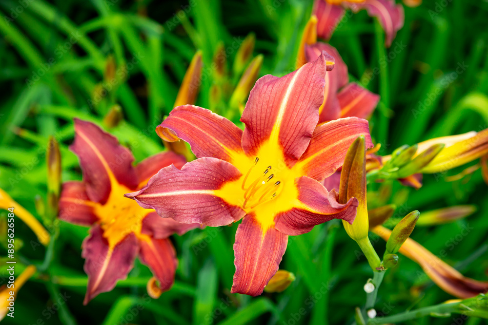 Garden Red Daylily Flowers summer in Poland Europe wallpaper or background