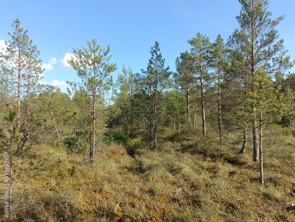 Rekyva forest during sunny summer day. Pine and birch tree woodland. Blueberry bushes are growing in woods. Sunny day with white and gray clouds in sky. Summer season. Nature. Rekyvos miskas. Rekyva forest during sunny summer day. Pine and birch tree woodland. Blueberry bushes are growing in woods. Sunny day with white and gray clouds in sky. Summer season. Nature. Rekyvos miskas.