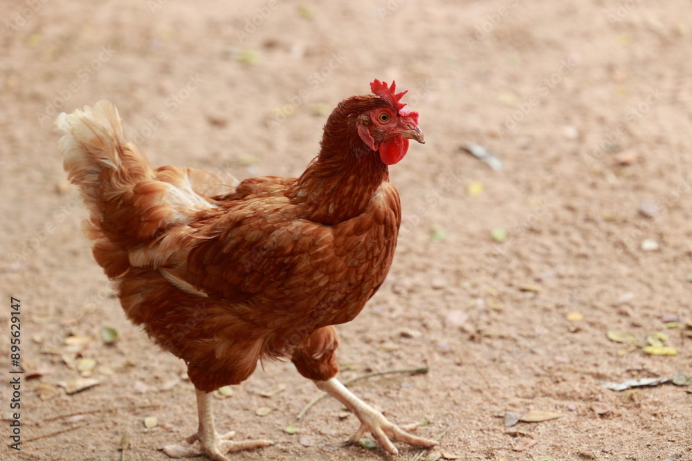 Fototapeta premium chicken walk