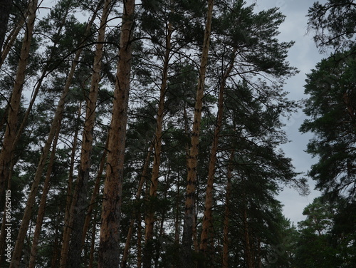 
Tall pine trees in forest under a moody sky, vertical perspective, dense tree canopy, natural woodland environment, ideal for nature, forestry, and environmental themes