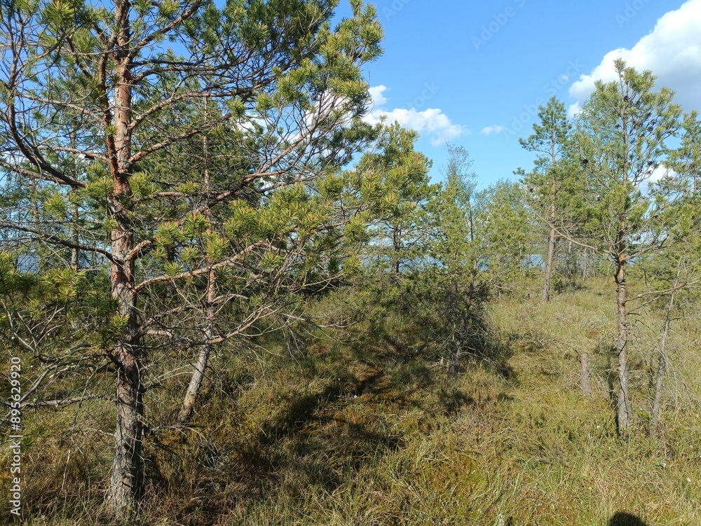 Rekyva forest during sunny summer day. Pine and birch tree woodland. Blueberry bushes are growing in woods. Sunny day with white and gray clouds in sky. Summer season. Nature. Rekyvos miskas. Rekyva forest during sunny summer day. Pine and birch tree woodland. Blueberry bushes are growing in woods. Sunny day with white and gray clouds in sky. Summer season. Nature. Rekyvos miskas.