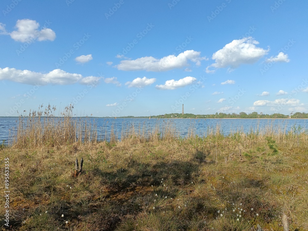 Rekyva forest and lake during sunny summer day. Pine and birch tree woodland. Wavy lake. Bushes and small trees are growing in woods. Sunny day with white clouds in sky. Nature. Rekyvos miskas. Rekyva forest and lake during sunny summer day. Pine and birch tree woodland. Wavy lake. Bushes and small trees are growing in woods. Sunny day with white clouds in sky. Nature. Rekyvos miskas.