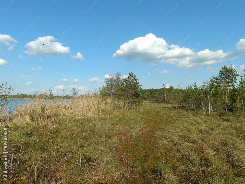 Rekyva forest and lake during sunny summer day. Pine and birch tree woodland. Wavy lake. Bushes and small trees are growing in woods. Sunny day with white clouds in sky. Nature. Rekyvos miskas. Rekyva forest and lake during sunny summer day. Pine and birch tree woodland. Wavy lake. Bushes and small trees are growing in woods. Sunny day with white clouds in sky. Nature. Rekyvos miskas.