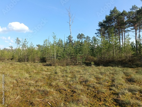 Rekyva forest during sunny summer day. Pine and birch tree woodland. Blueberry bushes are growing in woods. Sunny day with white and gray clouds in sky. Summer season. Nature. Rekyvos miskas.