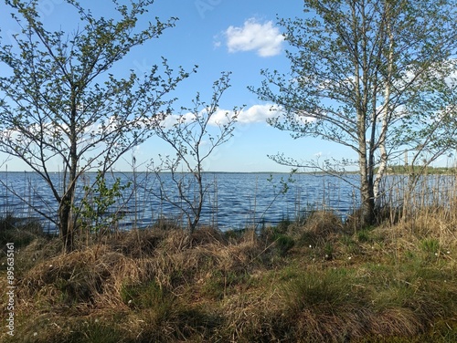 Rekyva forest and lake during sunny summer day. Pine and birch tree woodland. Wavy lake. Bushes and small trees are growing in woods. Sunny day with white clouds in sky. Nature. Rekyvos miskas.