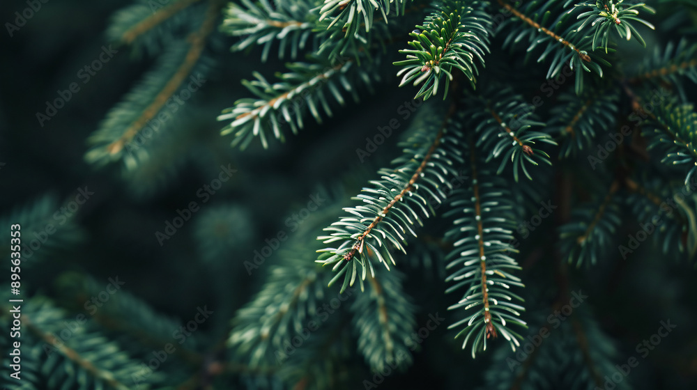 Close-up of Pine Tree Branches