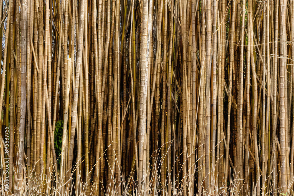 Sugarcane field in brazil