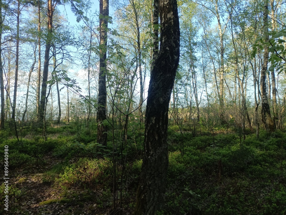 Rekyva forest during sunny summer day. Pine and birch tree woodland. Blueberry bushes are growing in woods. Sunny day with white and gray clouds in sky. Summer season. Nature. Rekyvos miskas. Rekyva forest during sunny summer day. Pine and birch tree woodland. Blueberry bushes are growing in woods. Sunny day with white and gray clouds in sky. Summer season. Nature. Rekyvos miskas.