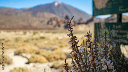 Retama (endemic plant) on the Llano de Ucanca, Teide National Park photo