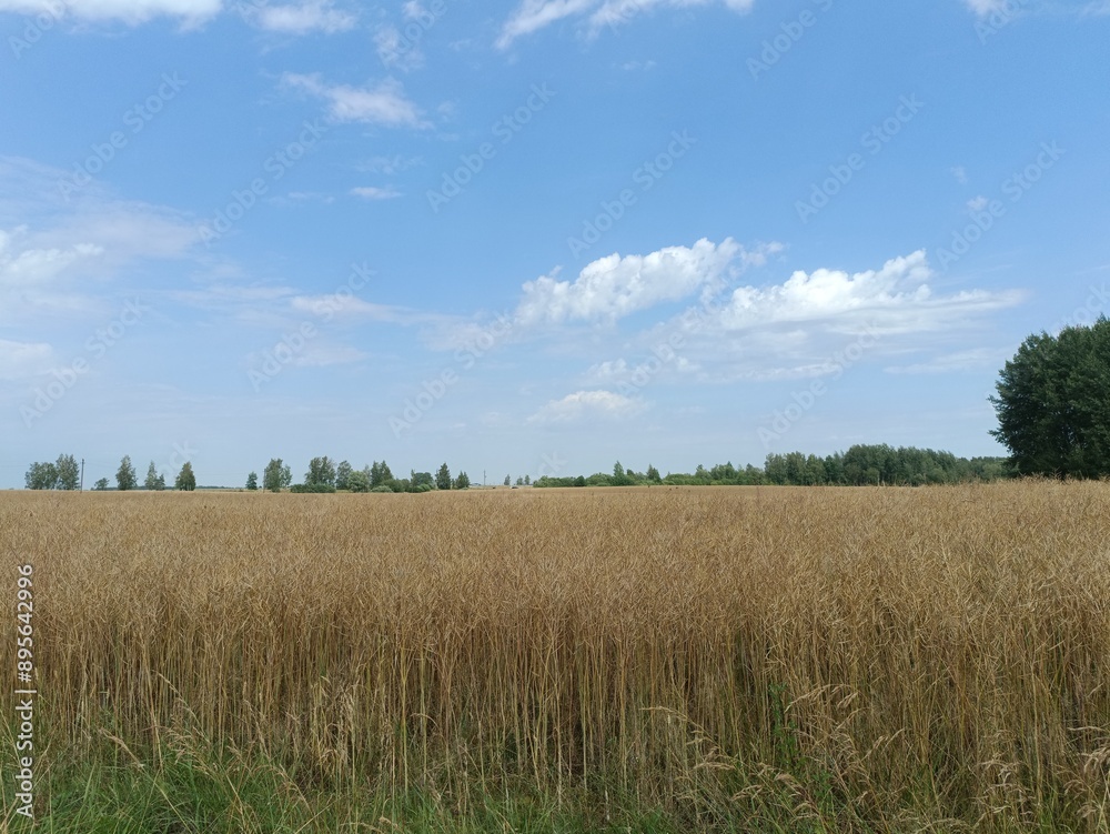 Field in somewhere. Countryside. Open field. Summertime. Unusual. Field in somewhere. Countryside. Open field. Summertime. Unusual.