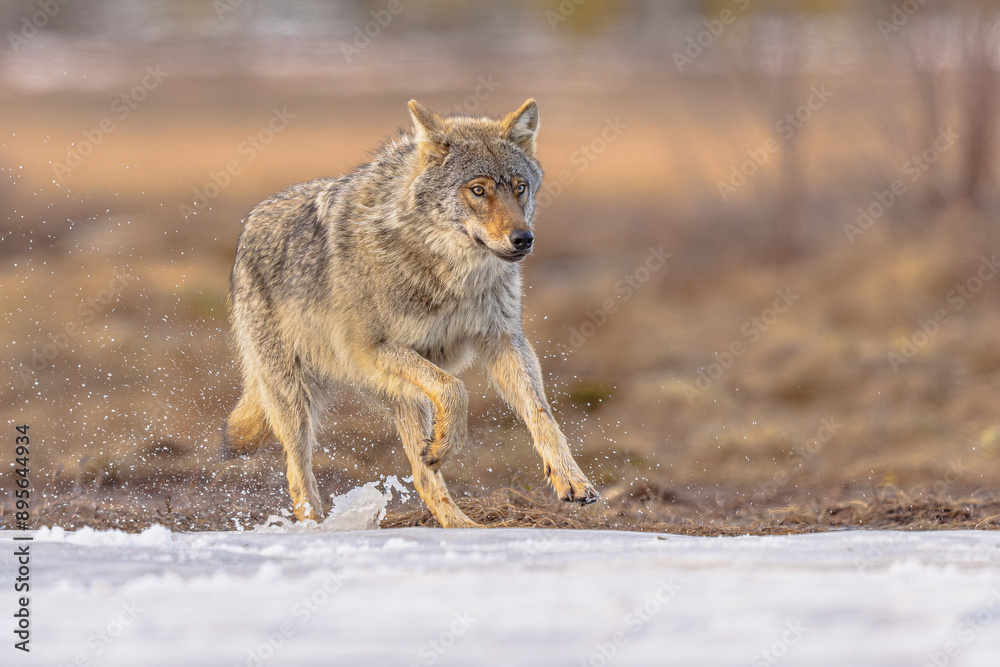 Eurasian Wolf running through snow splash Eurasian Wolf running through snow splash