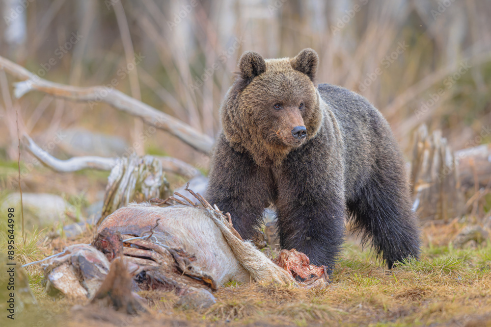 Fototapeta premium Eurasian brown bear waking up from hibernation