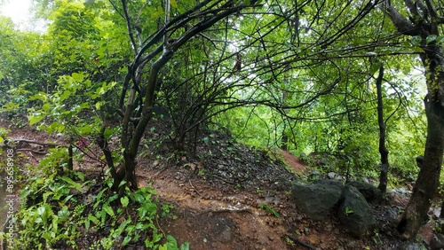 Muddy forest path with rain falling