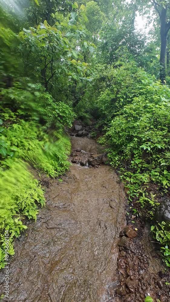 Muddy forest path with rain falling Muddy forest path with rain falling