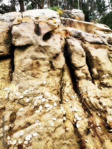 rock with oysters on the beach of Portocelo, Xove, Lugo, Galicia, Spain, photo