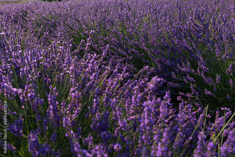 Fototapeta premium Lavender Bushes in Full Bloom Early Morning